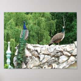 Peacocks in een tuin Foto Poster Papier