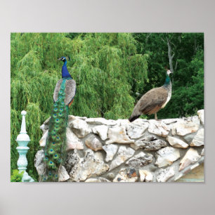 Peacocks in een tuin Foto Poster Papier