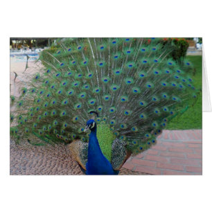 Peacocks in Mexico