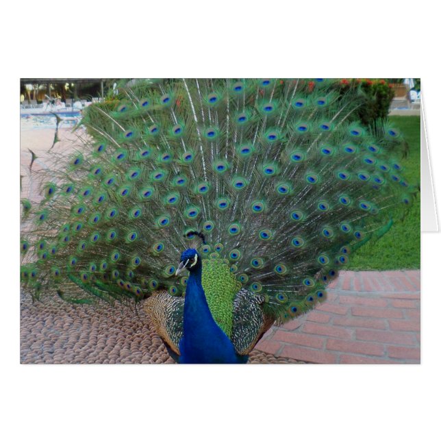 Peacocks in Mexico (Voorkant Horizontaal)