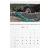 Peacocks-kalender Kalender (Jan 2027)
