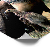 Peacocks Poster (Hoek)