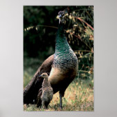 Peacocks Poster (Voorkant)