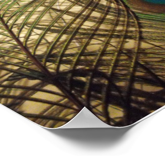 Peacocks veren poster (Hoek)