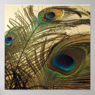 Peacocks veren poster