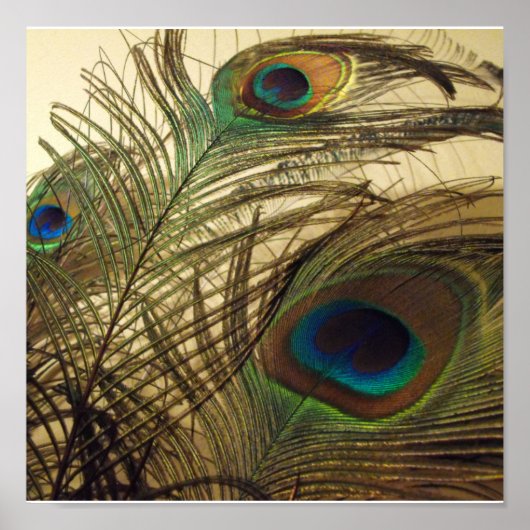 Peacocks veren poster (Voorkant)