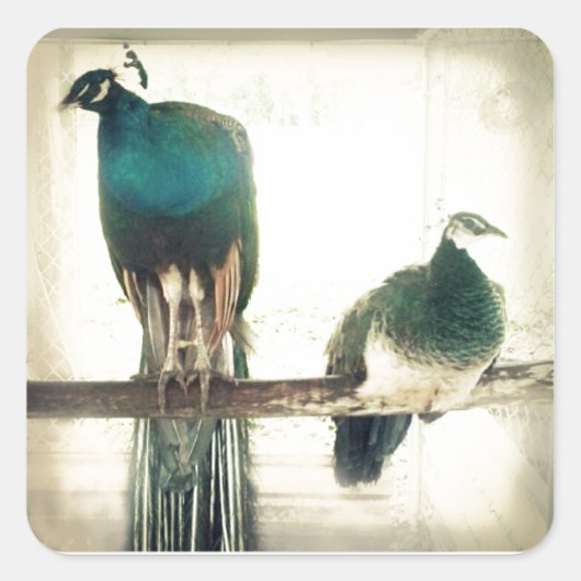 Peacocks Vierkante Sticker (Voorkant)