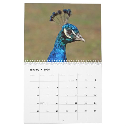 Peacocks Wall Calendar Kalender (Jan 2026)