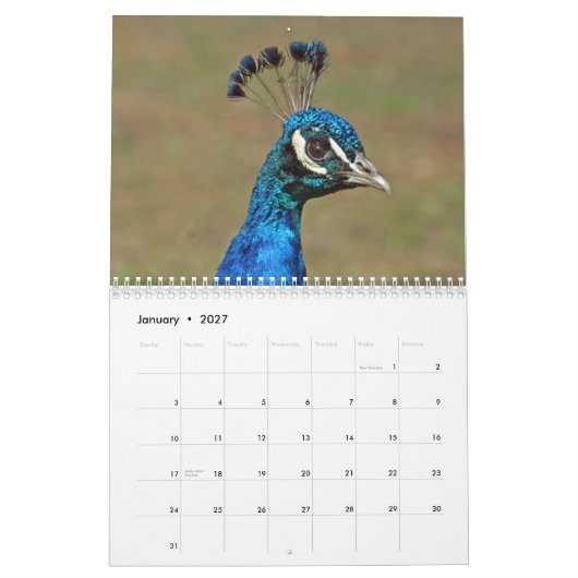 Peacocks Wall Calendar Kalender (Jan 2027)