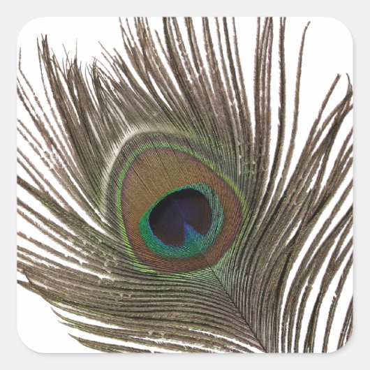 Peacockvedervierkant Vierkante Sticker (Voorkant)