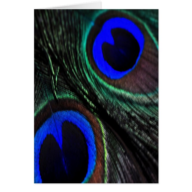 Peacockveer (Voorkant)