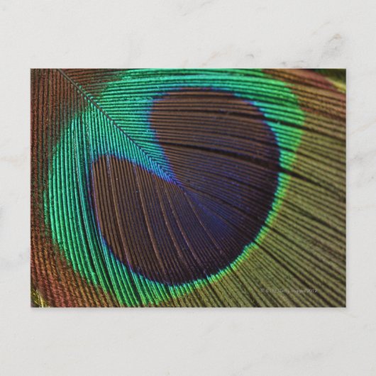 Peacockveer Briefkaart (Voorkant)