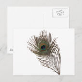 Peacockveer Briefkaart (Voorkant / Achterkant)