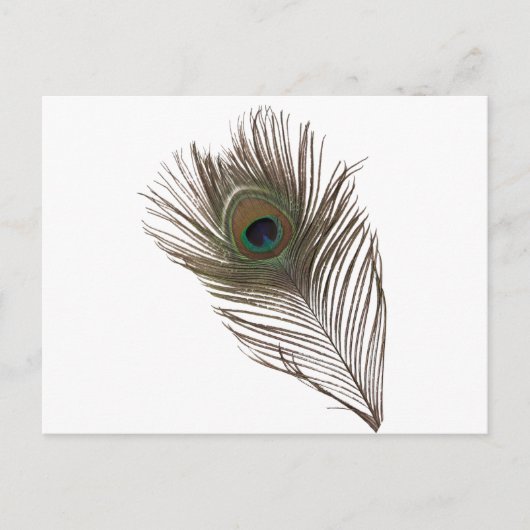 Peacockveer Briefkaart (Voorkant)