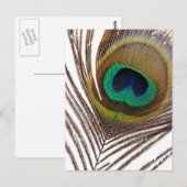 Peacockveer Briefkaart (Voorkant / Achterkant)