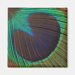 Peacockveer Magneet