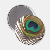 Peacockveer Magneet (Voorkant / Achterkant)
