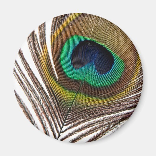 Peacockveer Magneet (Voorkant)