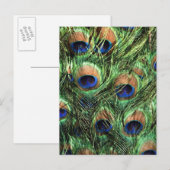 Peacockveren Briefkaart (Voorkant / Achterkant)