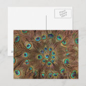 Peacockveren Briefkaart (Voorkant / Achterkant)