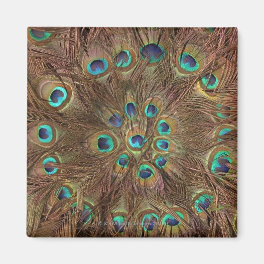 Peacockveren Magneet (Voorkant)