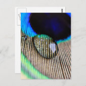 Peacockveren met waterdruppeltjes briefkaart (Voorkant / Achterkant)