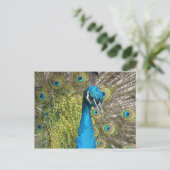 Peacockvogel met mooie veren briefkaart (Staand voorkant)