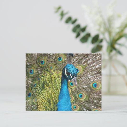Peacockvogel met mooie veren briefkaart (Staand voorkant)