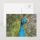 Peacockvogel met mooie veren briefkaart (Voorkant / Achterkant)