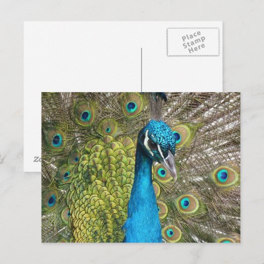 Peacockvogel met mooie veren briefkaart (Voorkant / Achterkant)