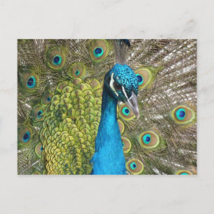 Peacockvogel met mooie veren briefkaart