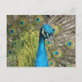Peacockvogel met mooie veren briefkaart (Voorkant)