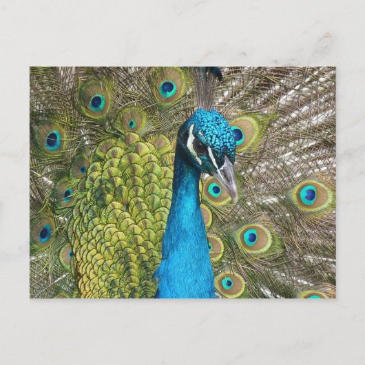 Peacockvogel met mooie veren briefkaart (Voorkant)