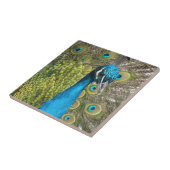 Peacockvogel met mooie veren tegeltje (Zijkant)