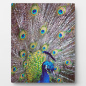 Peacockvogelveren Fotoplaat (Voorkant)