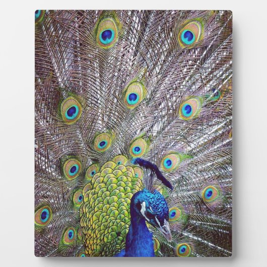 Peacockvogelveren Fotoplaat (Voorkant)