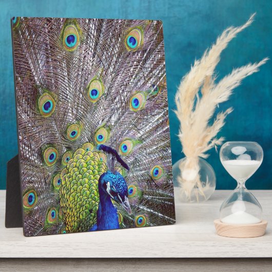 Peacockvogelveren Fotoplaat (Zijkant)