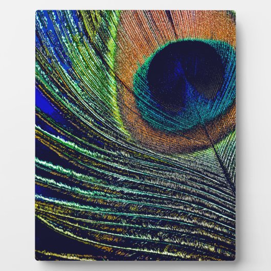 Peacocok Feather Bohemian Fotoplaat (Voorkant)