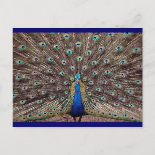 Peacok Briefkaart