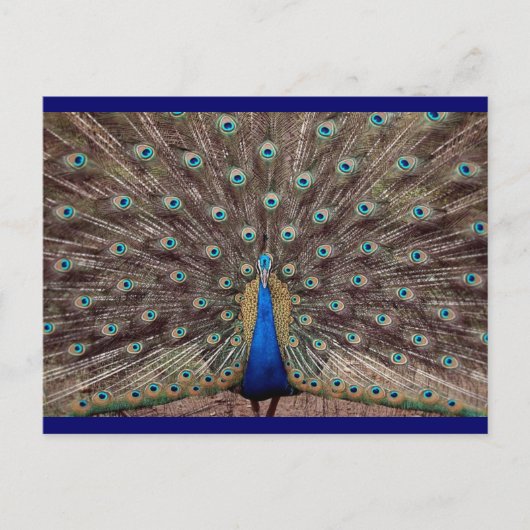 Peacok Briefkaart (Voorkant)
