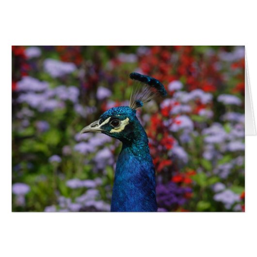 Peafowl (Voorkant Horizontaal)