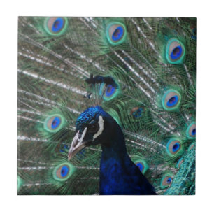 Peafowl Bird Tile Tegeltje