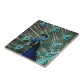 Peafowl Bird Tile Tegeltje (Zijkant)