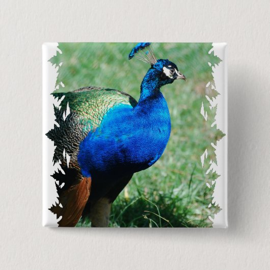  Peafowl Button (Voorkant)