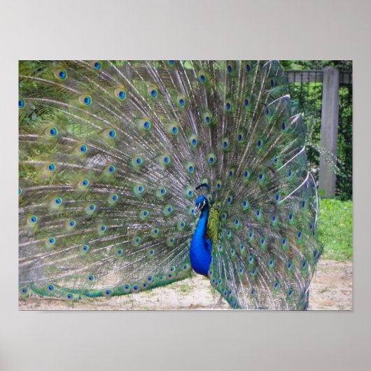 peafowl in volle bloei poster (Voorkant)