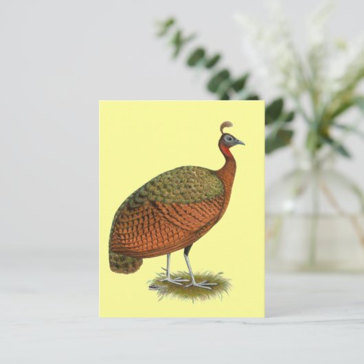 Peafowl:  Kongo Peahen Briefkaart (Staand voorkant)