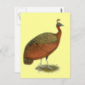 Peafowl:  Kongo Peahen Briefkaart (Voorkant / Achterkant)