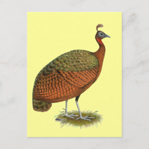 Peafowl:  Kongo Peahen Briefkaart