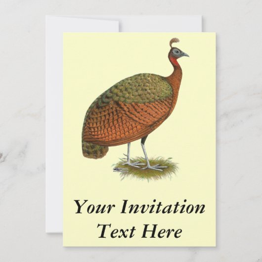 Peafowl: Kongo Peahen Kaart (Voorkant)