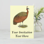 Peafowl: Kongo Peahen Kaart (Staand voorkant)